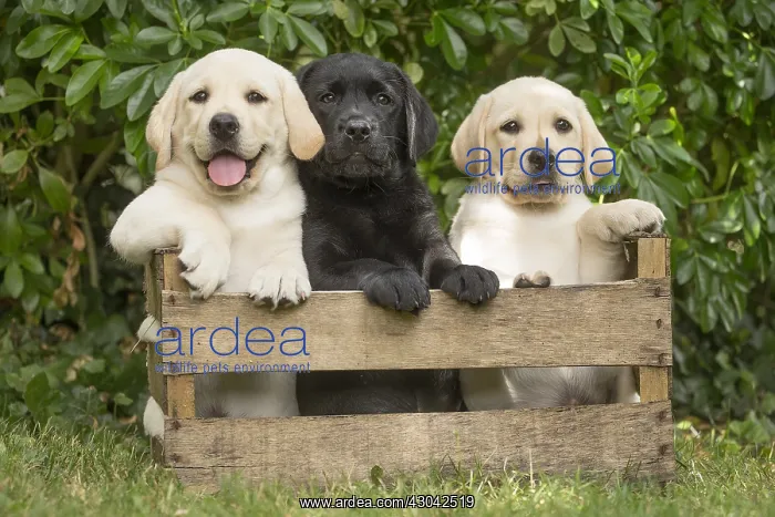  : Yellow and Black Labrador puppies sitting in