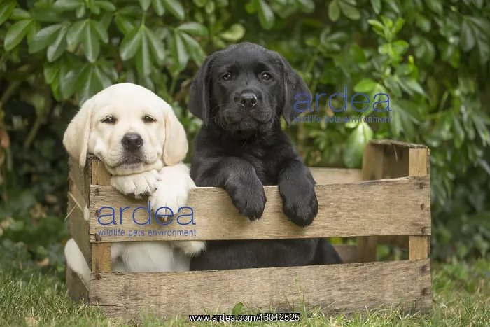 : Yellow and Black Labrador puppies sitting in : Yellow and Black Labrador puppies sitting in