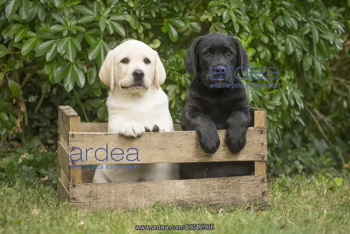 : Yellow and Black Labrador puppies sitting in : Yellow and Black Labrador puppies sitting in