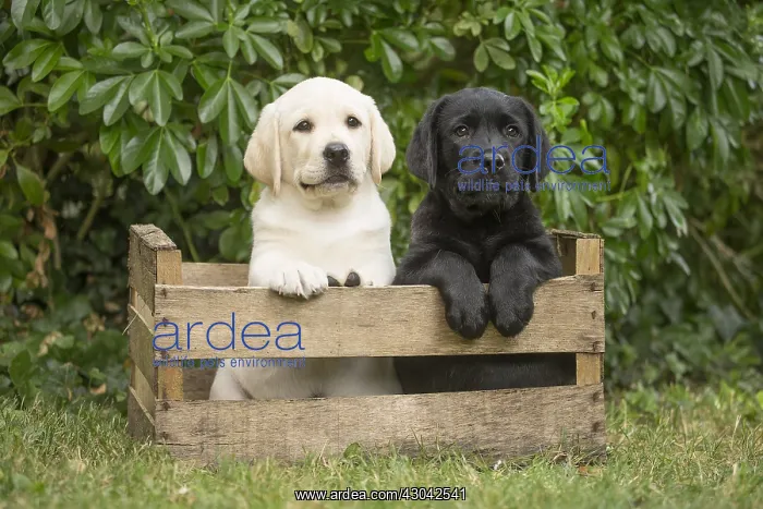 : Yellow and Black Labrador puppies sitting in : Yellow and Black Labrador puppies sitting in