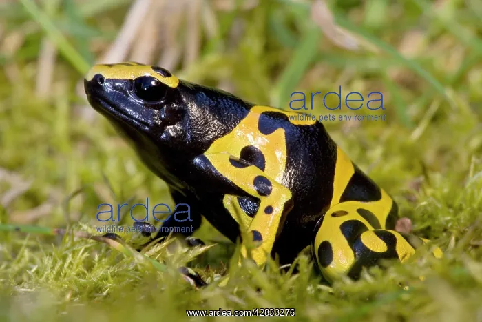 : Yellow and Black Poison Arrow / Dart Frog : Yellow and Black Poison Arrow / Dart Frog