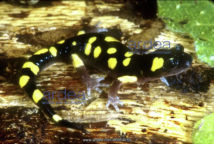 : Yellow-blotched Ensatina : Yellow-blotched Ensatina