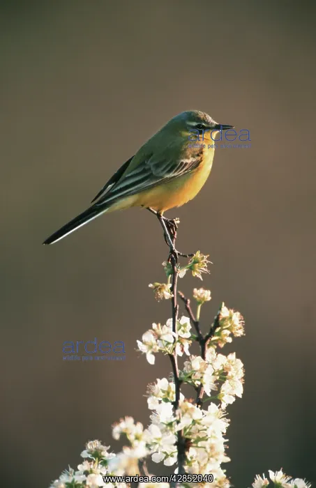 : Yellow / Blue-headed WAGTAIL perched on blossom : Yellow / Blue-headed WAGTAIL perched on blossom