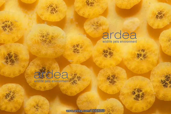 : Yellow Boring Sponge (Cliona celata) detail, Around : Yellow Boring Sponge (Cliona celata) detail, Around