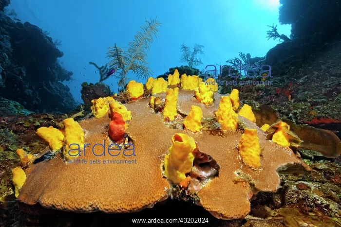 : Yellow boring sponge (Siphonodictyon coralliphagum) : Yellow boring sponge (Siphonodictyon coralliphagum)