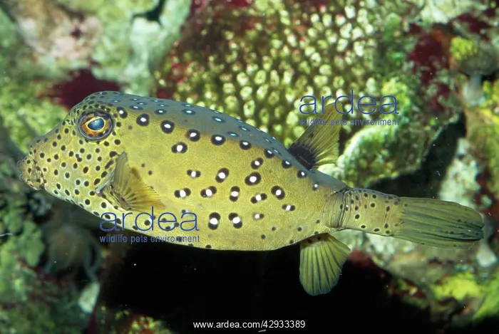 : Yellow Boxfish : Yellow Boxfish