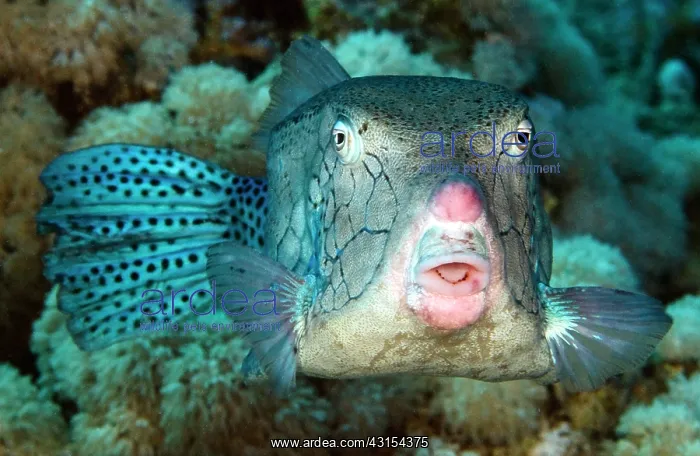 : Yellow Boxfish : Yellow Boxfish