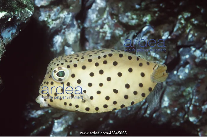 : YELLOW BOXFISH : YELLOW BOXFISH