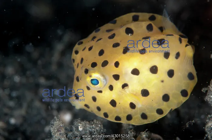  : Yellow Boxfish juvenile