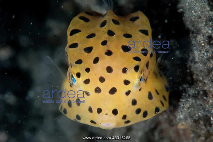  : Yellow Boxfish juvenile