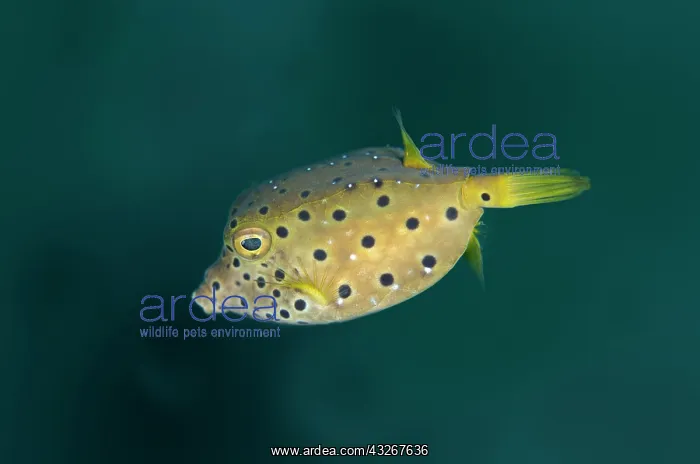 : Yellow Boxfish - juvenile : Yellow Boxfish - juvenile