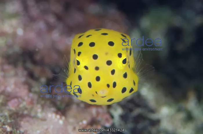 : Yellow Boxfish - juvenile : Yellow Boxfish - juvenile