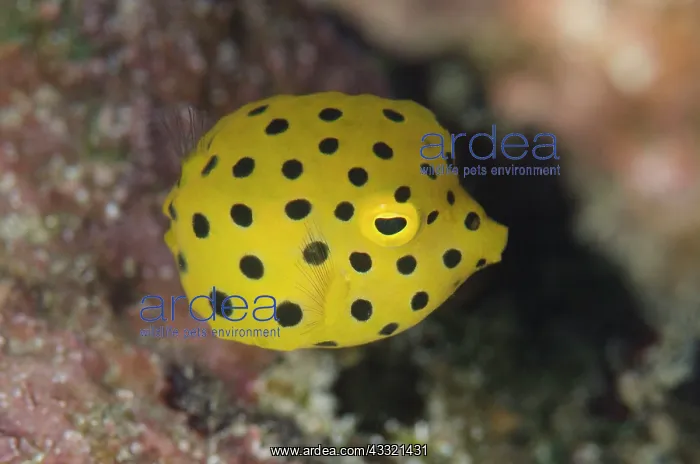 : Yellow Boxfish - juvenile : Yellow Boxfish - juvenile