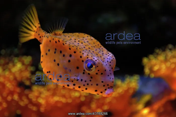 : Yellow boxfish ( Ostracion cubicus ), captive : Yellow boxfish ( Ostracion cubicus ), captive