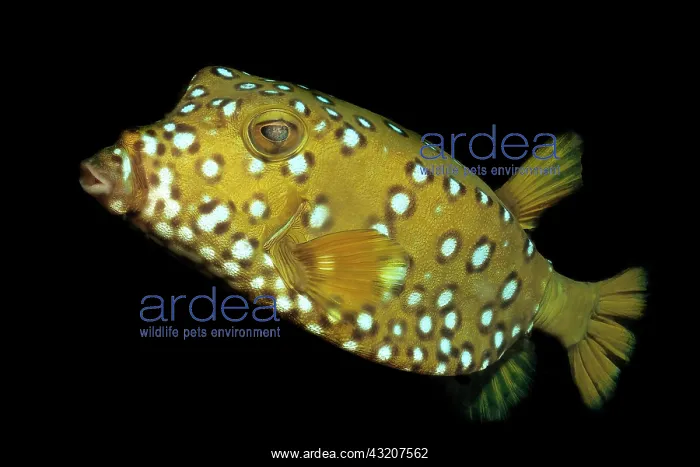 : Yellow boxfish (Ostracion cubicus), Cube boxfish : Yellow boxfish (Ostracion cubicus), Cube boxfish