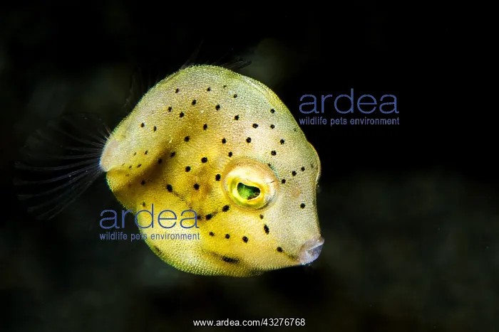 : Yellow boxfish (Ostracion cubicus) juvenile during : Yellow boxfish (Ostracion cubicus) juvenile during