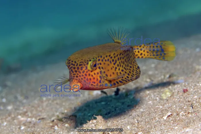 : Yellow boxfish (Ostracion cubicus) swims over sandy : Yellow boxfish (Ostracion cubicus) swims over sandy