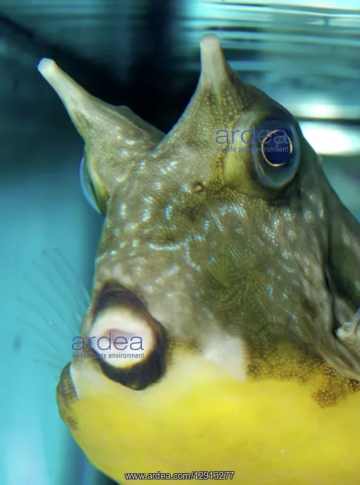 : Yellow Boxfish, Trunk / Cowfish : Yellow Boxfish, Trunk / Cowfish