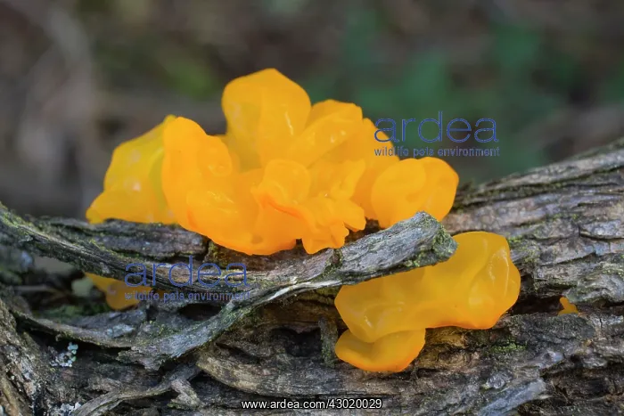 : Yellow Brain Fungus Autumn : Yellow Brain Fungus Autumn