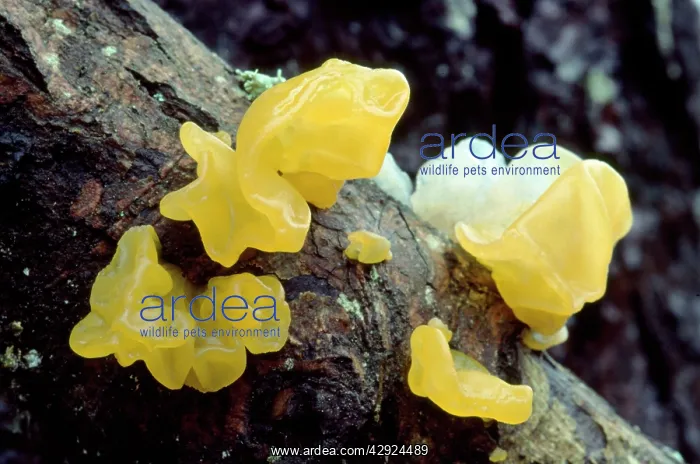  : Yellow Brain  /  Jelly  /  Witch's Butter Fungi