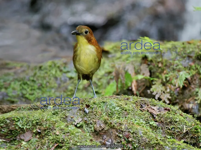 : Yellow Breasted Antpitta Grallaria flavotincta : Yellow Breasted Antpitta Grallaria flavotincta