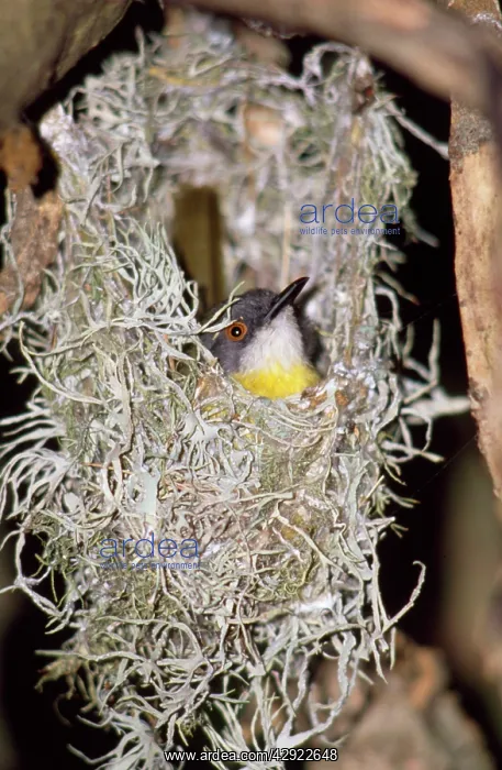: Yellow-breasted Apalis : Yellow-breasted Apalis