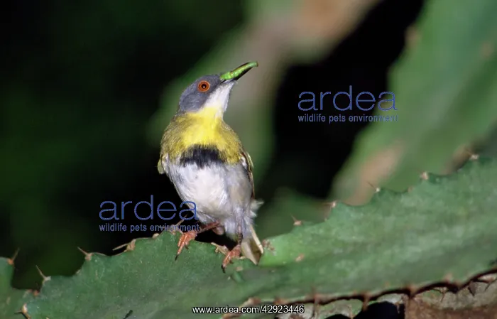 : Yellow-breasted Apalis - with grub in beak : Yellow-breasted Apalis - with grub in beak