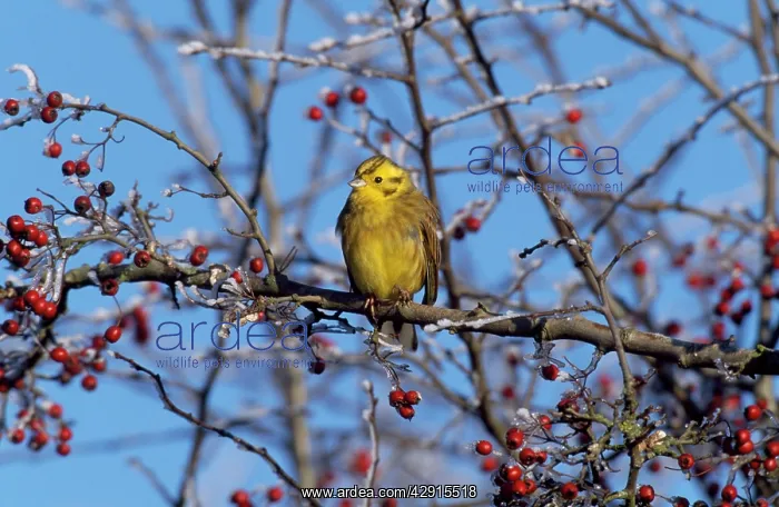 : YELLOW-BREASTED BUNTING : YELLOW-BREASTED BUNTING
