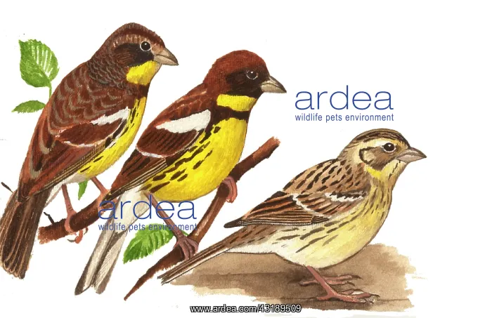 : Yellow-breasted Bunting : Yellow-breasted Bunting