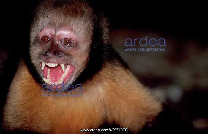 : Yellow-breasted CAPUCHIN / Buff-headed Capuchin : Yellow-breasted CAPUCHIN / Buff-headed Capuchin