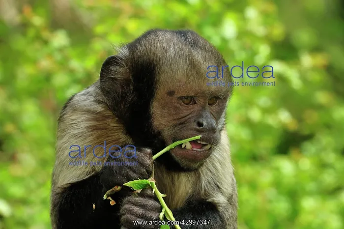 : Yellow-breasted Capuchin / Golden-bellied Capuchin : Yellow-breasted Capuchin / Golden-bellied Capuchin