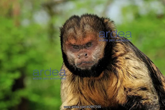 : Yellow-breasted Capuchin / Golden-bellied Capuchin : Yellow-breasted Capuchin / Golden-bellied Capuchin