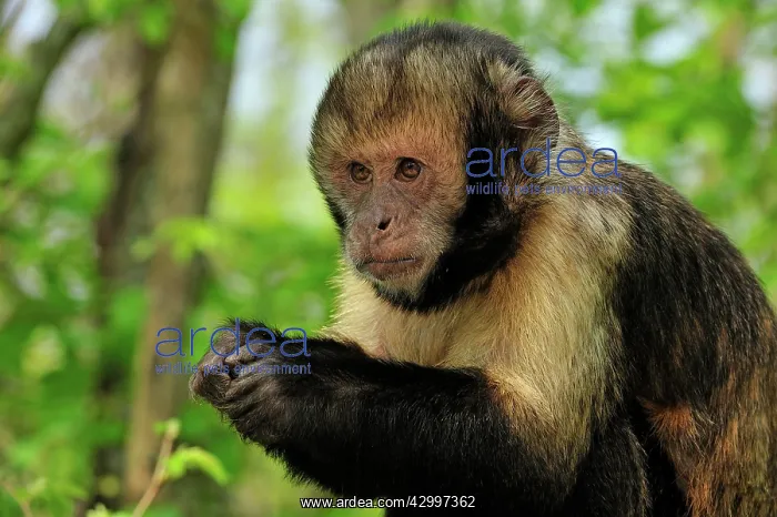  : Yellow-breasted Capuchin  /  Golden-bellied Capuchin