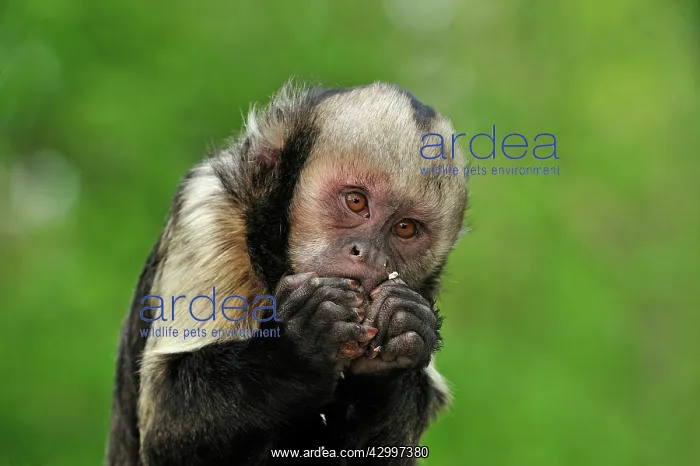 : Yellow-breasted Capuchin / Golden-bellied Capuchin : Yellow-breasted Capuchin / Golden-bellied Capuchin