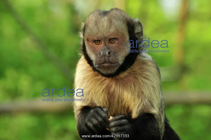 : Yellow-breasted Capuchin / Golden-bellied Capuchin : Yellow-breasted Capuchin / Golden-bellied Capuchin