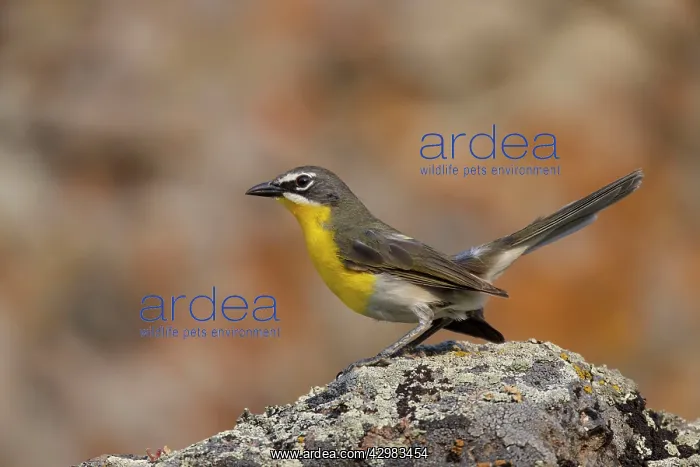 : Yellow-breasted Chat : Yellow-breasted Chat