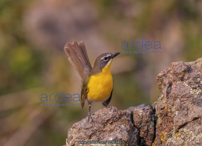 : Yellow-breasted Chat : Yellow-breasted Chat
