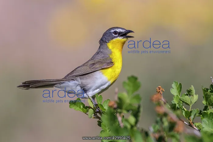 : Yellow-breasted Chat - male in brush near nesting territory : Yellow-breasted Chat - male in brush near nesting territory