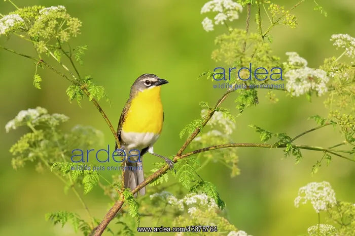 : Yellow-breasted chat, Marion County, Illinois : Yellow-breasted chat, Marion County, Illinois