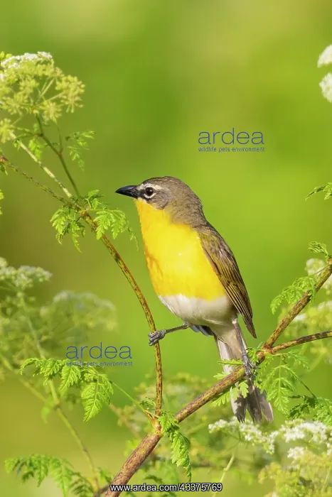 : Yellow-breasted chat, Marion County, Illinois : Yellow-breasted chat, Marion County, Illinois