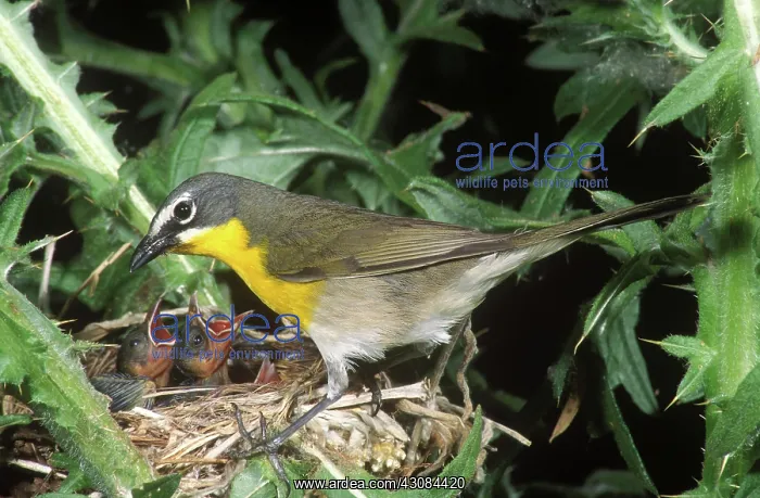 : Yellow-Breasted Chat at nest : Yellow-Breasted Chat at nest