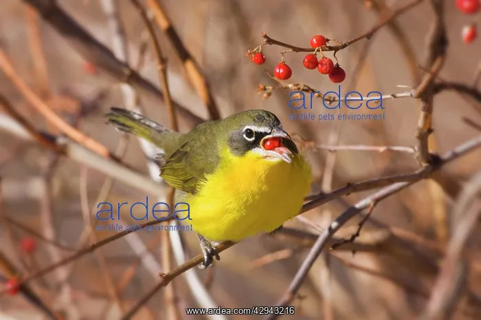 : Yellow-breasted Chat - in winter : Yellow-breasted Chat - in winter