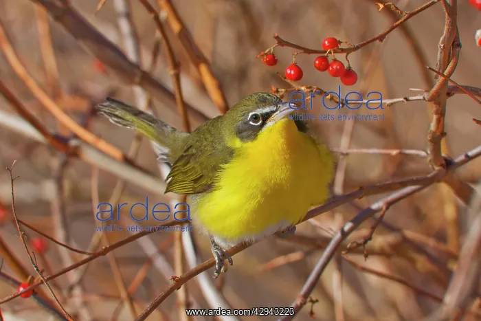 : Yellow-breasted Chat - in winter : Yellow-breasted Chat - in winter