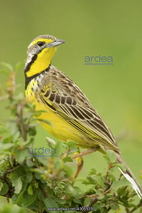 : Yellow-breasted Longclaw, Macronyx croceus : Yellow-breasted Longclaw, Macronyx croceus