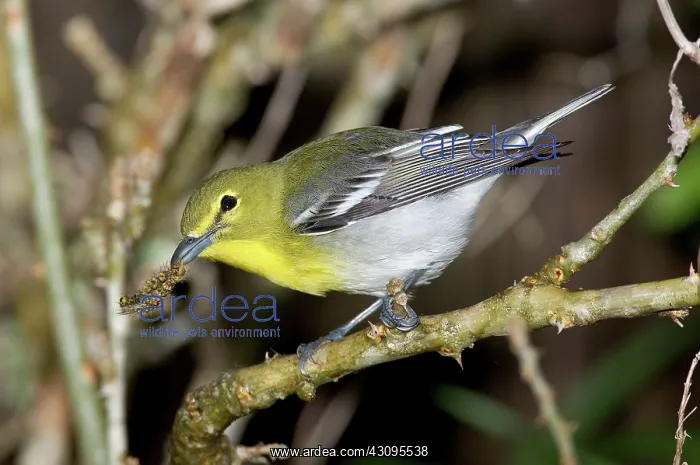 : Yellow-breasted Vireo : Yellow-breasted Vireo