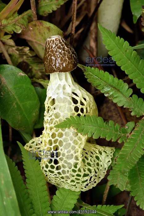 : Yellow Bridal Veil stinkhorn mushroom (Phallus multicolor) : Yellow Bridal Veil stinkhorn mushroom (Phallus multicolor)