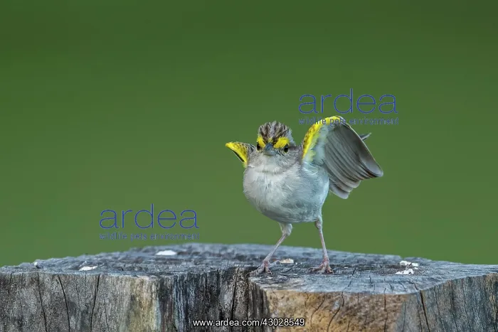  : Yellow-browed Sparrow, Los Llanos, Colombia