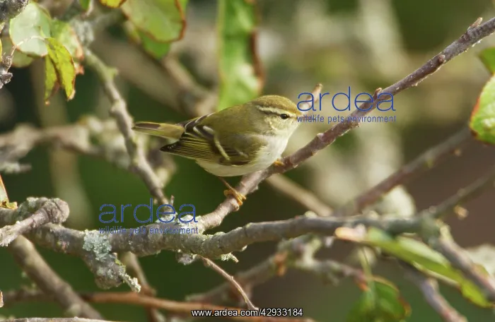 : Yellow-browed Warbler - perched on branch, October : Yellow-browed Warbler - perched on branch, October