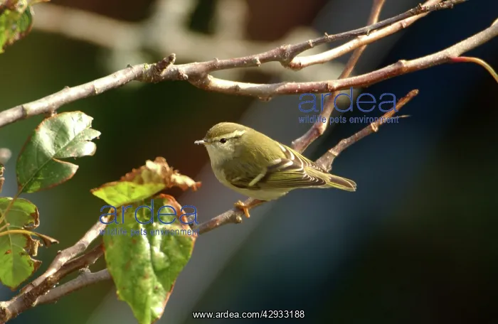 : Yellow-browed Warbler - perched on branch, October : Yellow-browed Warbler - perched on branch, October