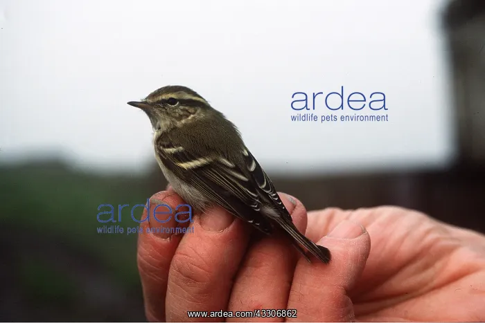 : Yellow-browned Warbler : Yellow-browned Warbler